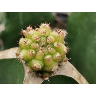 05- โมโมทาโร่ ไม้กราฟ 1 ต้น momotaro Cactus แคคตัส กระบองเพชร ไม้อวบน้ำ ไม้กราฟ​​ Gymnocalycium​ ยิมโน ราคาถูก ไม้ด่าง