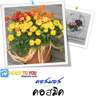 ดาวกระจาย (Cosmos) คอสมอส คอสมิค  25 เมล็ด (จาก Ball Horticultural Company)