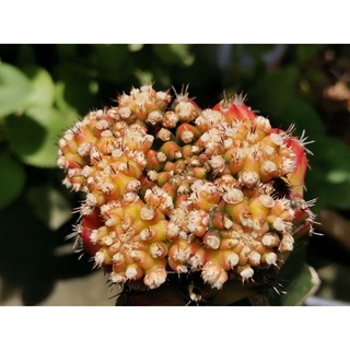 No.ม2 -​ โมโมทาโร่ แม่พันธุ์​ 1 ต้น ตรงปก MOMOTARO GYMNO​ GYMNOCALYCIUM​ Cactus แคคตัส กระบองเพชร ไม้อวบน้ำ ไม้กราฟ