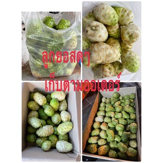 ลูกยอสด 1 กก ตามออเดอร์พร้อมส่งทุกวัน เก็บสดๆ