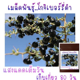 （คุณภาพสูง เมล็ด）โกจิเบอร์รี่ดำ (Black Goji Berry) สำหรับเพาะเมล็ด/ง่าย ปลูก สวนครัว เมล็ด F63S