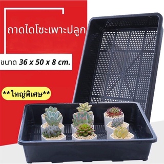 🌵สินค้าพร้อมส่ง🌵 ถาดไดโซะ ถาดเพาะเมล็ด ตะกร้าเพาะ กระบะเพาะ