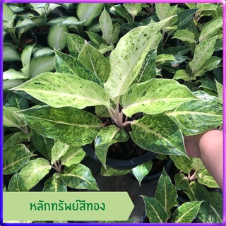 หลักทรัพย์สีทอง ไม้มงคล อโกลนีมา (Aglaonema) ไม้ประดับตกแต่งสวน ส่งพร้อมกระถาง