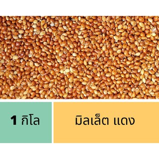 มิลเล็ตแดง แบ่งขายขนาด 1 kg Red Millet