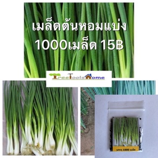 เมล็ดต้นหอม ต้นหอมแบ่ง บรรจุ1000เมล็ด 15฿