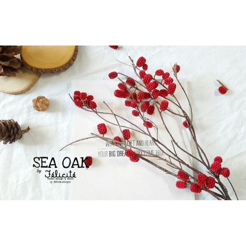 กิ่งลูกสนทะเล สีแดง (ดอกไม้แห้ง ของจริง) | Shopee Thailand