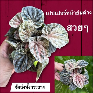 เปปเปอร์หน้าย่นด่าง ด่างชมพู ด่างเหลืองสวยๆสวยๆ กระถางใหญ่ๆสีแปลกๆ หายากๆ จัดส่งทั้งกระถาง4นิ้ว🚚☘️