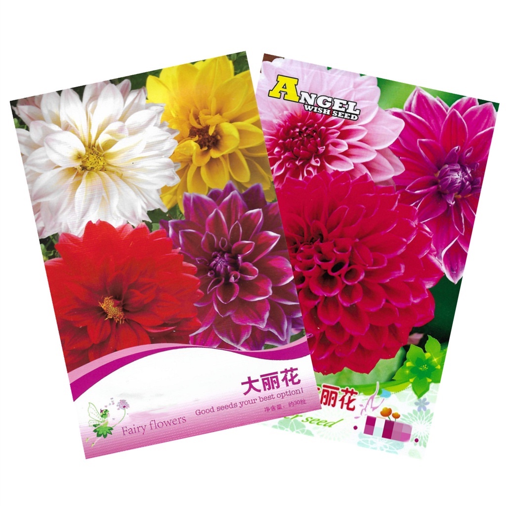 เมล็ดดอกรักเร่ คละสี 30 เมล็ด เมล็ดรักเร่ Dahlia Color Mix