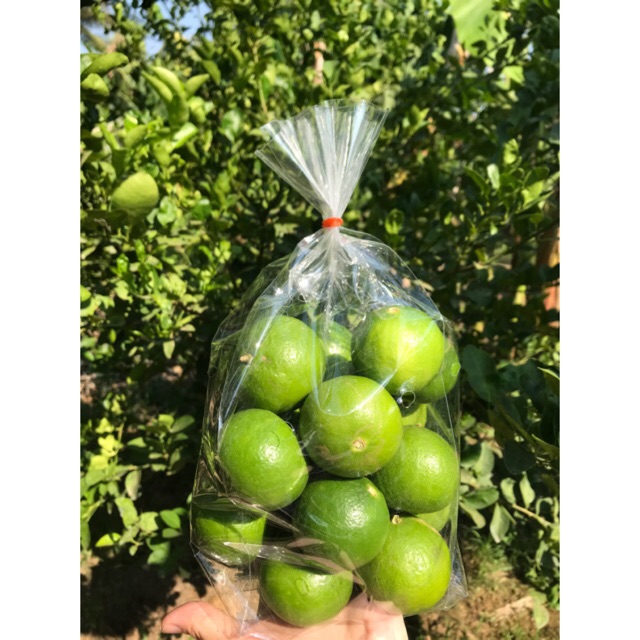 มะนาวแป้นรำไพ 🍋🍋 สดจากสวน อ.ท่ายาง 10 ลูก= , 20 ลูก พร้อมส่งทั่วประเทศ ) # น้ำมะนาวต้านหวัด