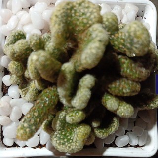 แมมมิลลาเรียนิ้วทองคริสตาต้า-Mammillaria Elongata Cristata,cactus,hawothia,succulent,ไม้อวบน้ำ,ตกแต่งบ้านและสวนอิลองกาตา