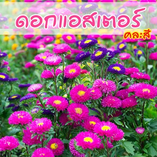 Local ฟาร์มสุข เมล็ดดอกไม้ 🌼 ดอกแอสเตอร์ คละสี (Aster flowers) เมล็ดดอกแอสเตอร์ 100เมล็ด