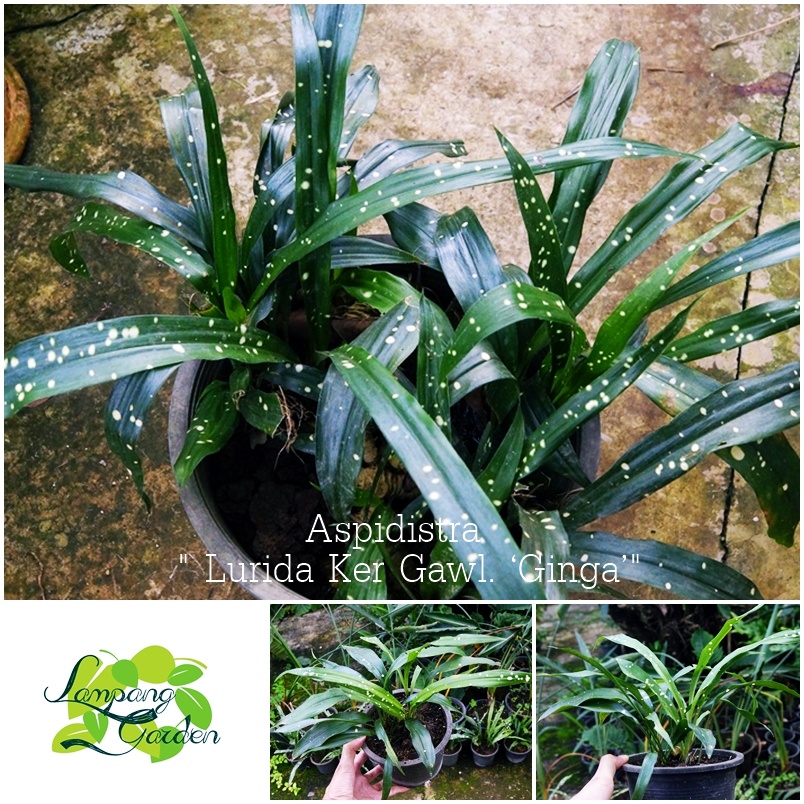 ต้นAspidistra Lurida Ker Gawl. ‘Ginga’ : ละอองดาว ไม้ใบแปลกหายาก ไม้จัดสวน