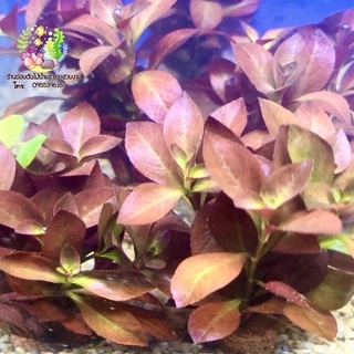 ใต้ใบแดง(จิ๋ว)🌱Ludwigia repens🌱
