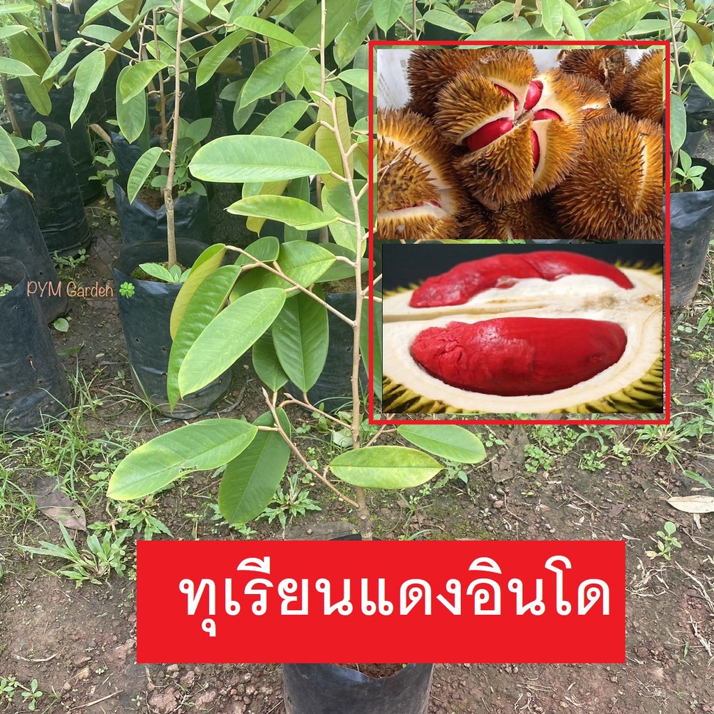 ต้นทุเรียน พันธุ์แดงอินโด (เสียบยอด) ต้นทุเรียนแดงอินโด เนื้อสีแดง รสชาติหวาน (ส่งใหม่ฟรี หากสินค้าเสียหาย)