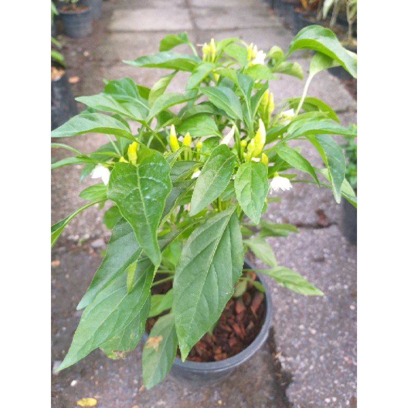 🌶 ต้นพริกงาช้าง ออกเม็ดแล้ว พร้อมปลูก