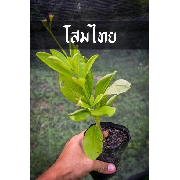 โสมไทย โด่งดังมากตั้งแต่แม่ฮ่องสอนไปจนถึงนราธิวาส ต้นสวยพร้อมลงดิน ไปแบบถุงชำ