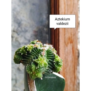 Aztekium valdezii สวยๆ หน่อเด็ดสด cactus