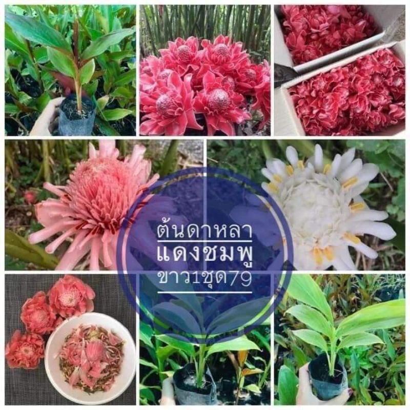 ดาหลาคละสี1ชุด3สี3หน่อขนาดเล็กขุดสดส่งลุ้นสี