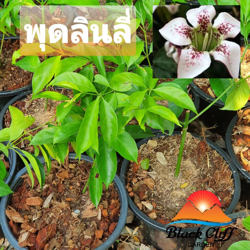 My Image 5