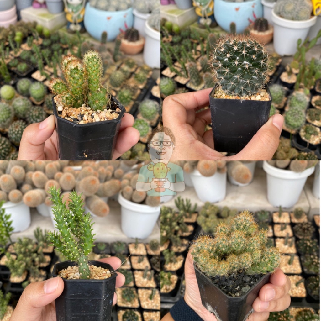 กระบองเพชร ต้นละ 10 บาท