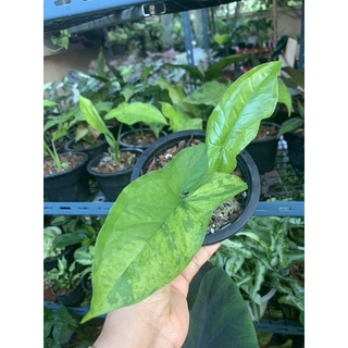 Syngonium Mojito Holland ไหลมาโมจิโต้ ฮอนแลนด์ ไม้วางข้อ ส่งพร้อมกระถาง 4-5 นิ้ว