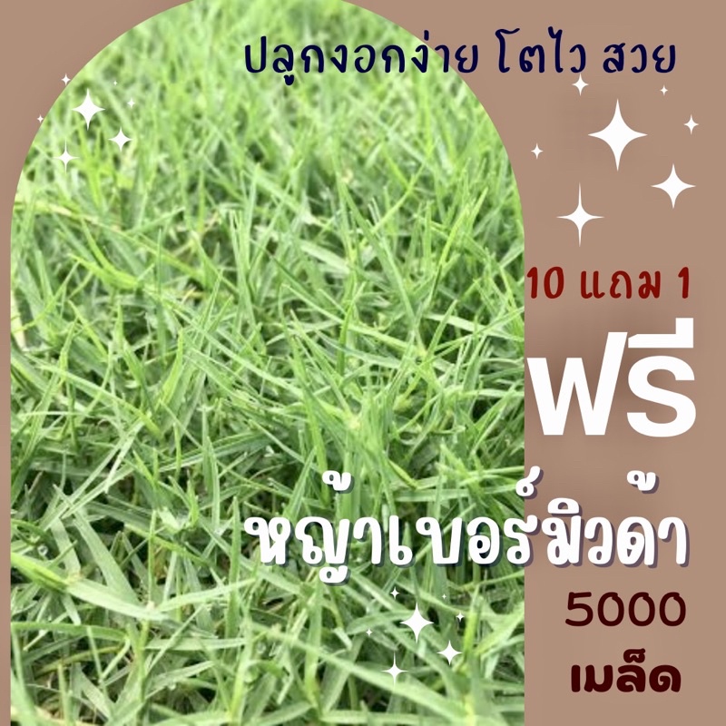 เมล็ดพันธุ์ หญ้าเบอร์มิวด้า 5000 เมล็ด Bermuda grass ราคาถูก ปลูกง่าย มีวิธีปลูกให้ ซื้อ10แถม1 คละได้