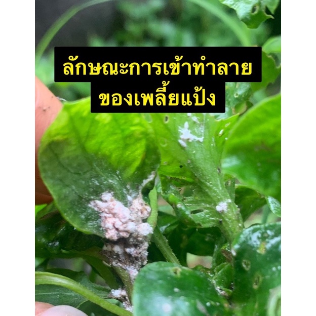 แอคทารา สารไทอะมีทอกแซม25%WGขนาด2กรัมสารป้องกันกำจัดเพลี้ยไฟเพลี้ยแป้งเพลี้ยอ่อนแมลงวันทองในพื้ชทุกชนิดป้องกันได้ดีมากที ราคา ถูกที่สุด ดีลบีเคเค แกลเลอรีภาพที่ 4