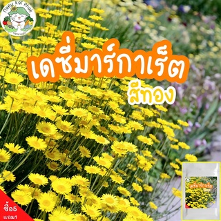 เมล็ดพันธุ์ เดซี่ มาร์กาเร็ต สีทอง golden marguerite daisy seeds 200 เมล็ด เมล็ดพันธุ์แท้ ดอกเดซี่ เมล็ดเดซี่ ราคาถูก ดี