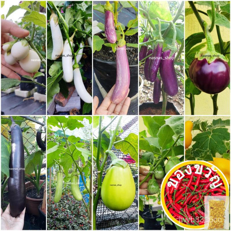 Pek Jimat Biji Benih Terung Pelbagai Jenis / Eggplant Seeds / Variety Brinjal  Seed / Sayur Vegeมักกะโรนี/แอปเปิ้ล/มะละก
