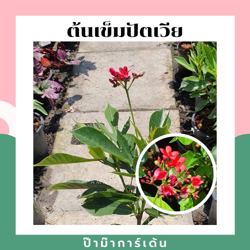 มุมมอง 6