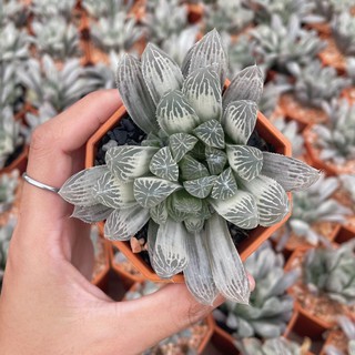 Haworthia cooperi silver swirl กุหลาบหินนำเข้า ไม้อวบน้ำ ไม้นำเข้าส่งแบบถอดรากค่ะ