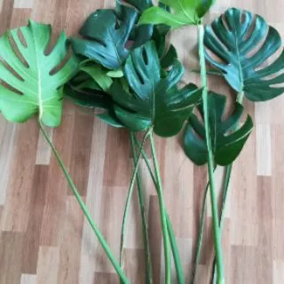 ขายต้นมอนสเตอร่าพันธุ์ไจแอนท์ (Monstera)