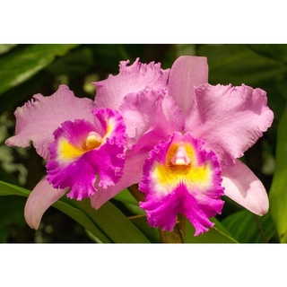 30 เมล็ดพันธุ์ เมล็ดกล้วยไม้ แคทลียา (Cattleya Orchids) Orchid flower seeds อัตราการงอก 80-85%