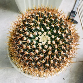 แมมนิโวซ่า mammillaria nivosa แม่พันธุ์ใหญ่จัมโบ้ กระบองเพชร cactus M.Nivoza นีโวซ่า