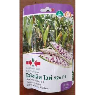 ข้าวโพด ข้าวเหนียว 2 สี ไวโลเล็ท ไวท์926  F1