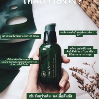 Innisfree The Green Tea Seed Serum 80 ml​เซรั่มชาเขียวเข้ม​ข้​นจากเกาะเชจู​