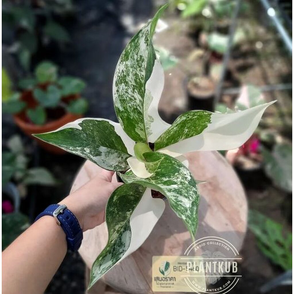 Aglaonema sp."Siam jade" อโกลนีมาหยกสยาม-ด่าง