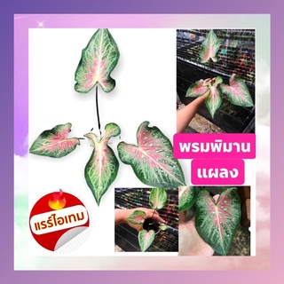 พรมพิมาน แผลงสวยแปลก กัดสีออกม่วงๆบอนสีสวยๆฟอร์มดีๆ มีมาให้เบือก2ต้น2