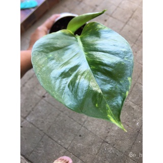 Giant Golden Pothos Variegated Quality香菜/文胸/生菜/花园/向日葵/玫瑰/头饰/芹菜/苹果/手链//กุหลาบ UU90