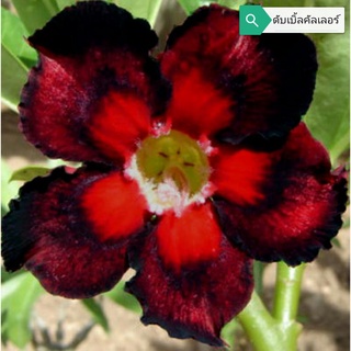 black of asia ดอกชั้นเดียว ไม้รุ่นเก่า  adenium desert rose plant