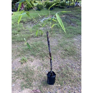 🎋ต้นพันธุ์​ไผ่ดำอินโด​ ไผ่มงคล​ ไผ่ประดับ (ไซร์กลาง 60​-80cm.)