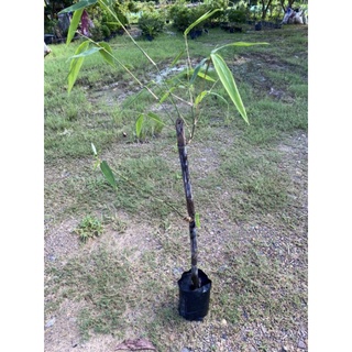 🎋ต้นพันธุ์​ไผ่ดำอินโด​ ไผ่มงคล​ ไผ่ประดับ (ไซร์กลาง 60​-80cm.)