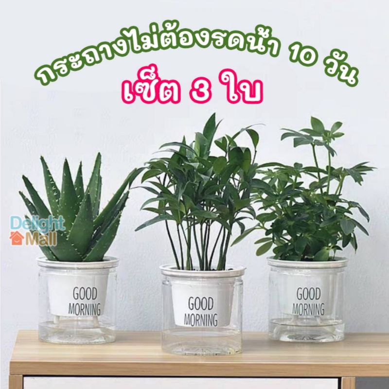 กระถางแคคตัส Good Morning (ชุด 3 ใบ) กระถางพลาสติก กระถางต้นไม้ 2 ชั้น​ กระถางรดน้ำอัตโนมัติ