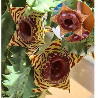 เก๋งจีนดอกโดนัทลายเสือ (Huernia zebrina) และดอกโดนัทลายน้ำตาล (Huernia zebrina hybrid), ไม้อวบน้ำ, แคคตัส, cactus