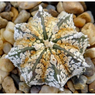 Astrophytum hybrid SK-CAP 10เมล็ด.-69