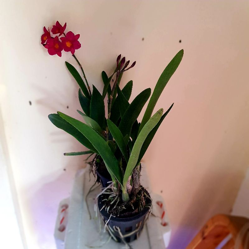 กล้วยไม้แคทลียาลูกผสม วายน๊อต Cattleya Why not