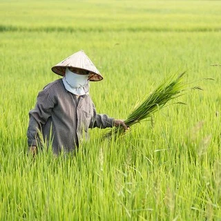 เคียวเกี่ยวข้าวเกี่ยวหญ้าด้ามไม้ด้ามพลาสติก อย่างดีคุณภาพแข็งแรงคงทน ราคาประหยัด ใช้งานเอนกประสงค์ นำเข้าจากญี่ปุ่น
