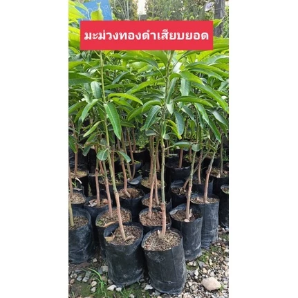 มะม่วงทองดำ เสียบยอด 69.-
