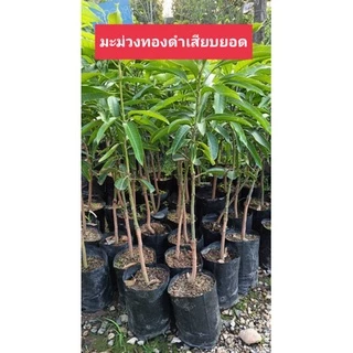 มะม่วงทองดำ เสียบยอด 69.-