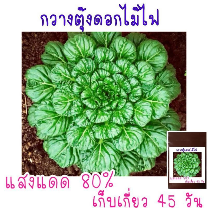 150 เมล็ด กวางตุ้งดอกไม้ไฟ Tatsoi